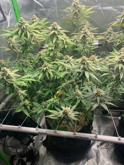 R11: Purple Ghost Candy. Week 15 - 1/11/26