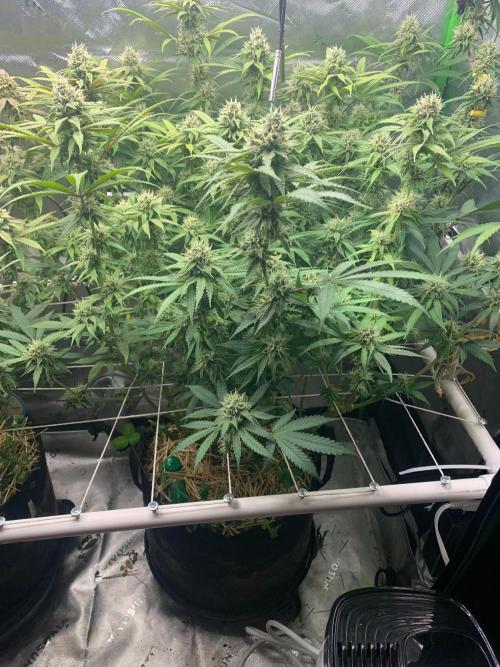 R11: Purple Ghost Candy. Week 15 - 1/11/26