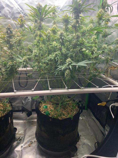 R11: Purple Ghost Candy. Week 15 - 1/11/26