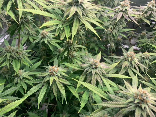 R11: Purple Ghost Candy. Week 15 - 1/11/26