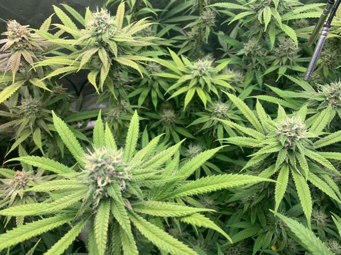 R11: Purple Ghost Candy. Week 15 - 1/11/26