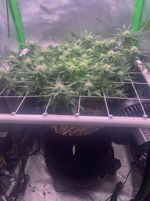 R12: Fuel DOG. Week 13 - 1/16/26