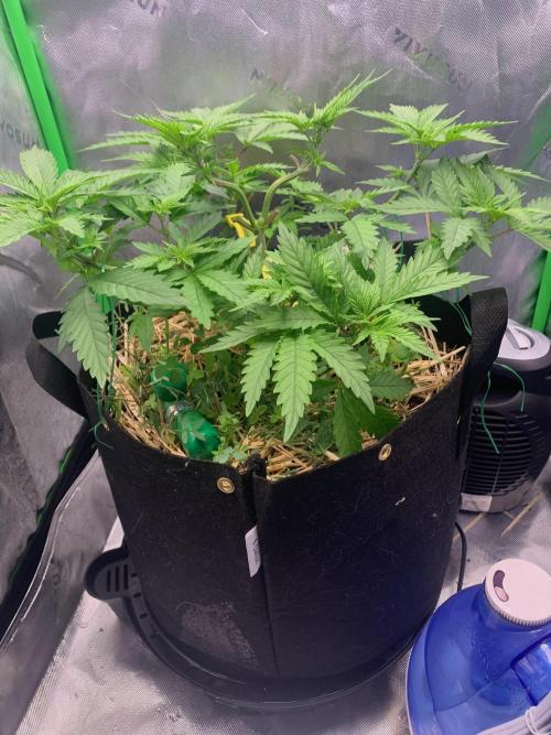 R14: White Widow. Week 6 - 1/17/26