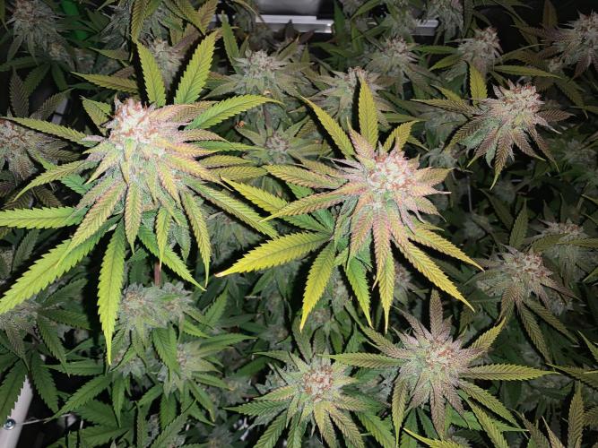 R11: Purple Ghost Candy. Week 16 - 1/19/26