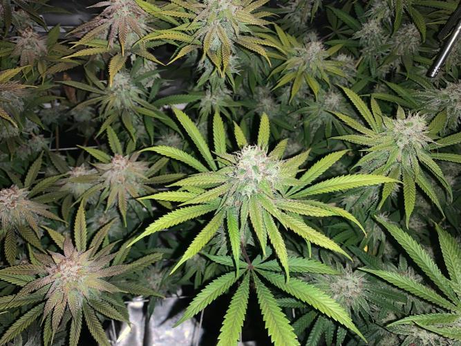 R11: Purple Ghost Candy. Week 16 - 1/19/26