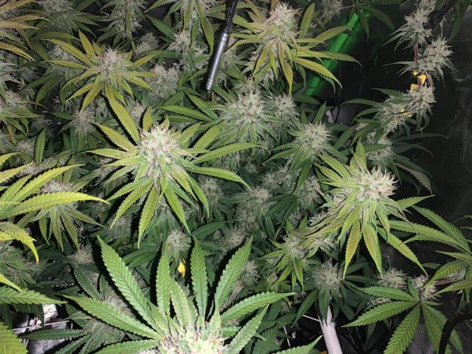 R11: Purple Ghost Candy. Week 16 - 1/19/26