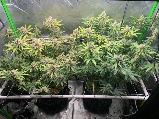 R11: Purple Ghost Candy. Week 16 - 1/19/26