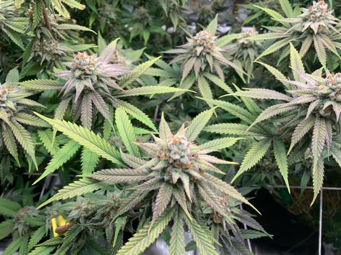 R11: Purple Ghost Candy. Week 16 - 1/19/26