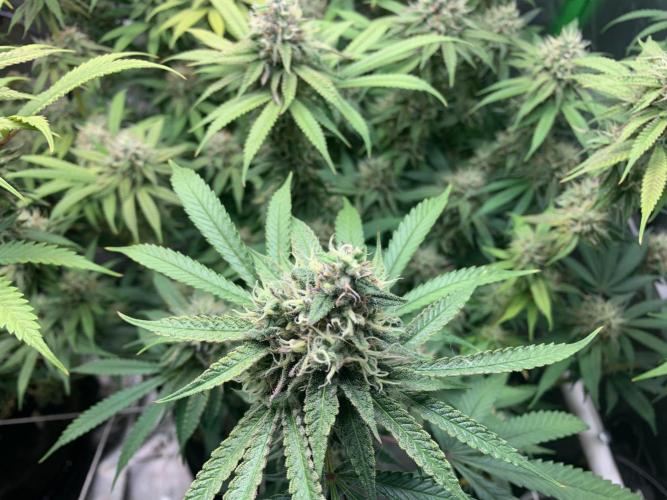 R11: Purple Ghost Candy. Week 16 - 1/19/26