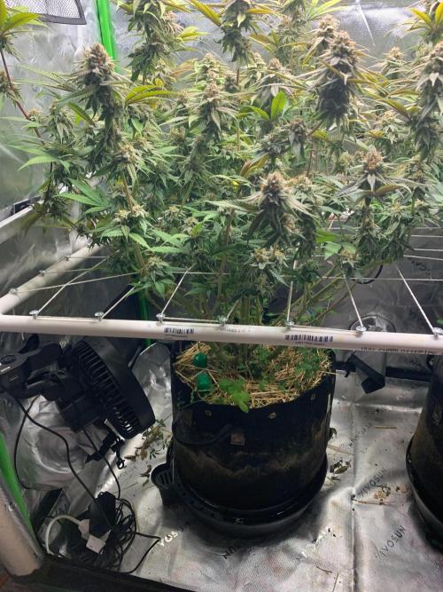 R11: Purple Ghost Candy. Week 16 - 1/19/26