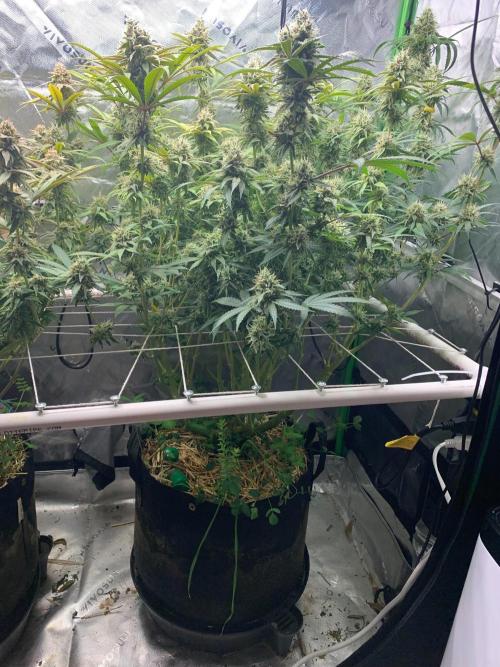 R11: Purple Ghost Candy. Week 16 - 1/19/26