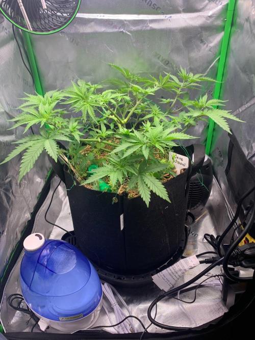 R14: White Widow. Week 6 - 1/20/26