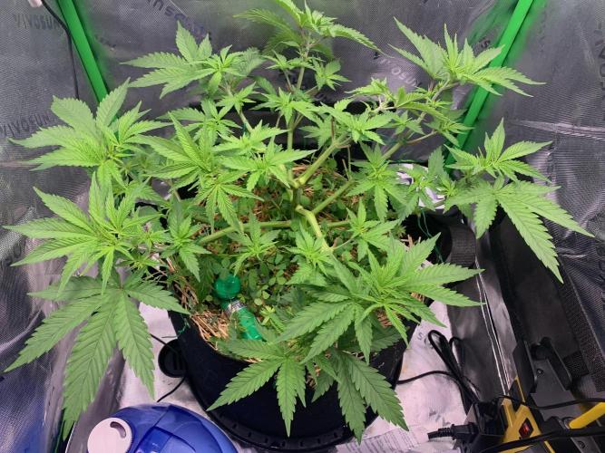 R14: White Widow. Week 6 - 1/20/26