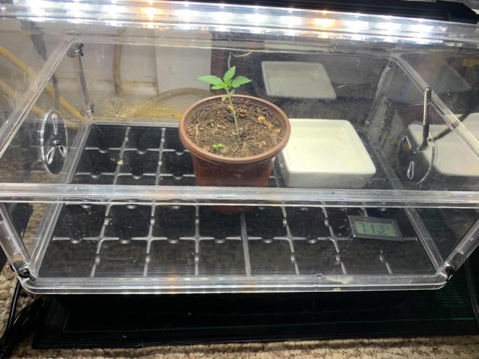 R15: Badazz OG Cheese. Week 1 - 1/21/26