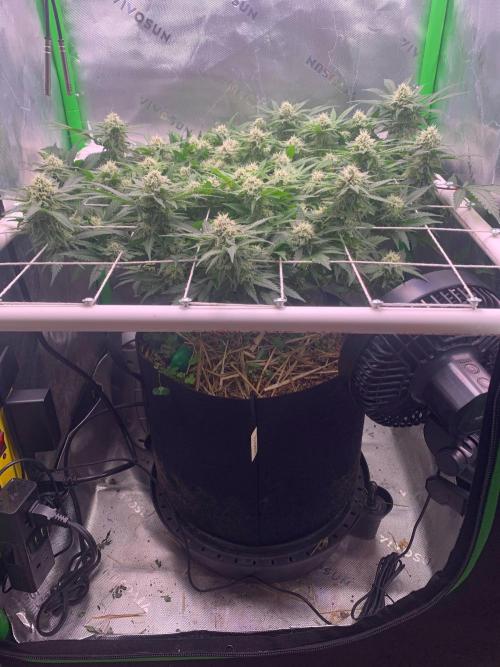 R12: Fuel DOG. Week 14 - 1/23/26