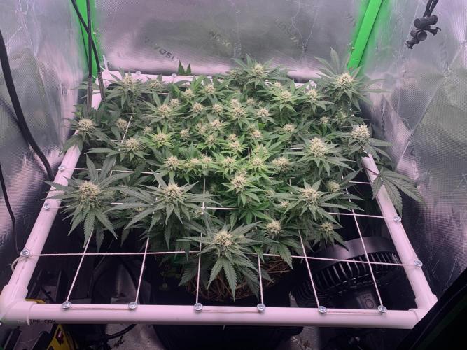 R12: Fuel DOG. Week 14 - 1/23/26