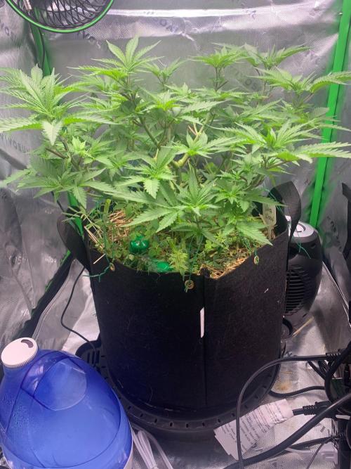 R14: White Widow. Week 7 - 1/24/26