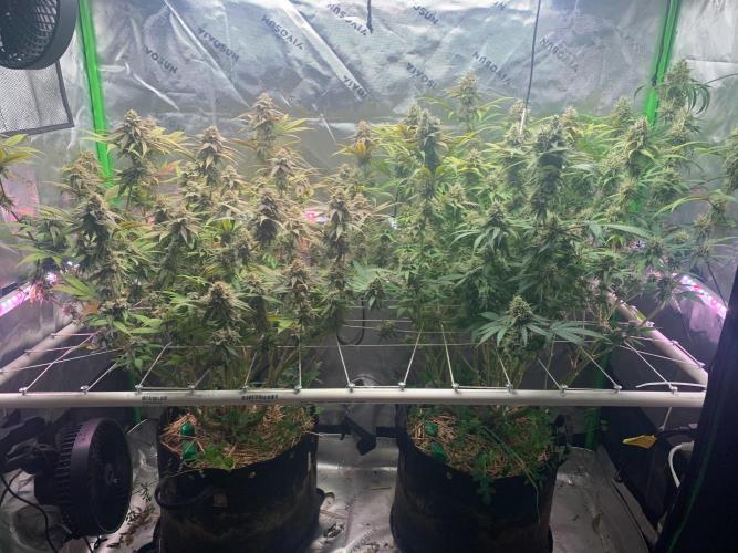 R11: Purple Ghost Candy. Week 17 - 1/25/26