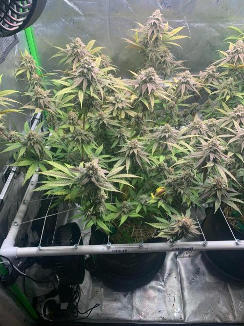 R11: Purple Ghost Candy. Week 17 - 1/25/26