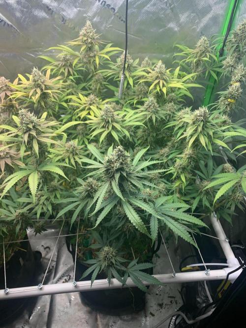 R11: Purple Ghost Candy. Week 17 - 1/25/26