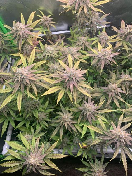 R11: Purple Ghost Candy. Week 17 - 1/25/26