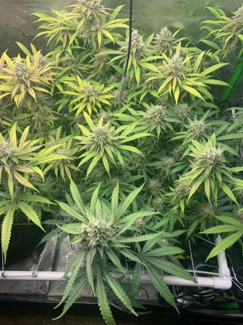 R11: Purple Ghost Candy. Week 17 - 1/25/26