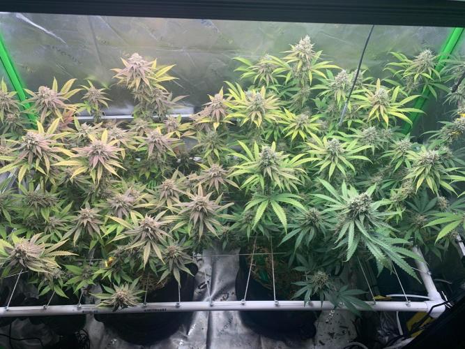 R11: Purple Ghost Candy. Week 17 - 1/25/26