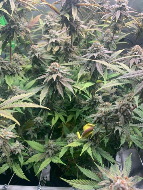 R11: Purple Ghost Candy. Week 17 - 1/25/26