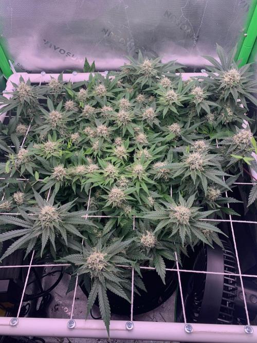 R12: Fuel DOG. Week 15 - 1/30/26