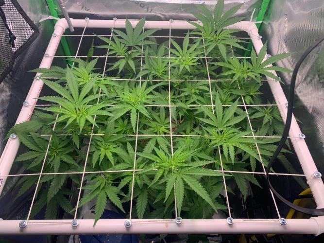 R14: White Widow. Week 8 - 1/31/26