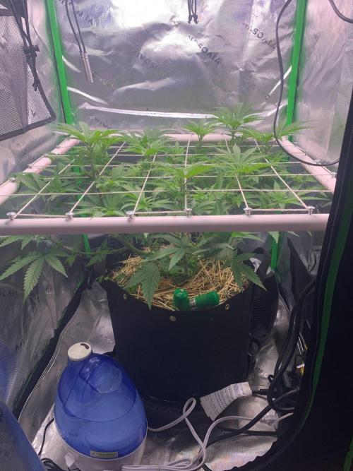 R14: White Widow. Week 8 - 1/31/26