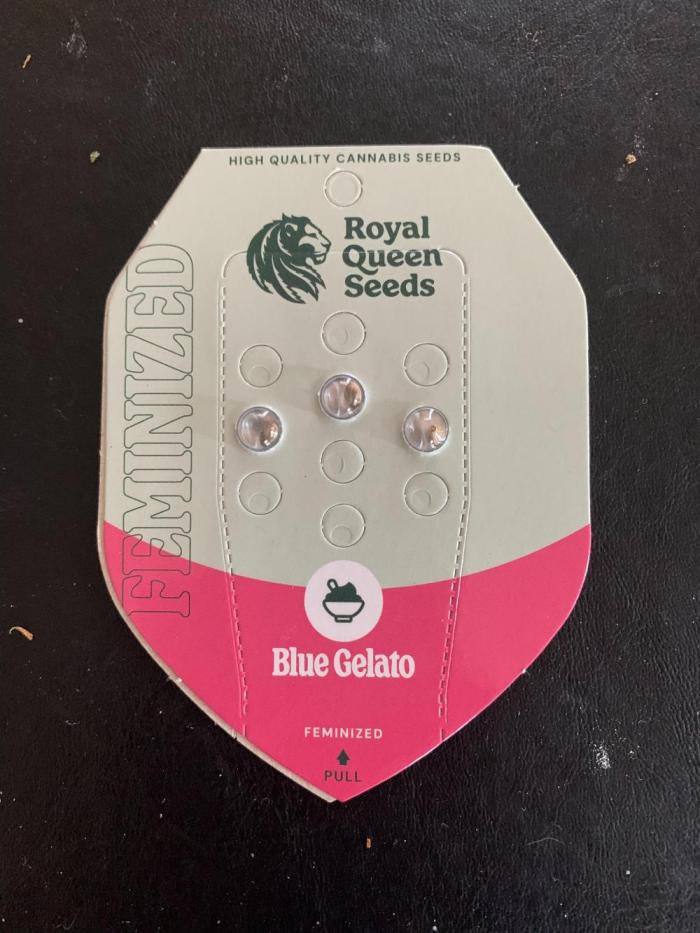 R16: Blue Gelato. Week 0