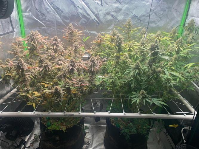 R11: Purple Ghost Candy. Week 18 - 2/1/26