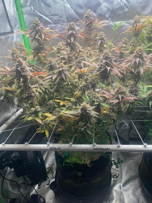 R11: Purple Ghost Candy. Week 18 - 2/1/26