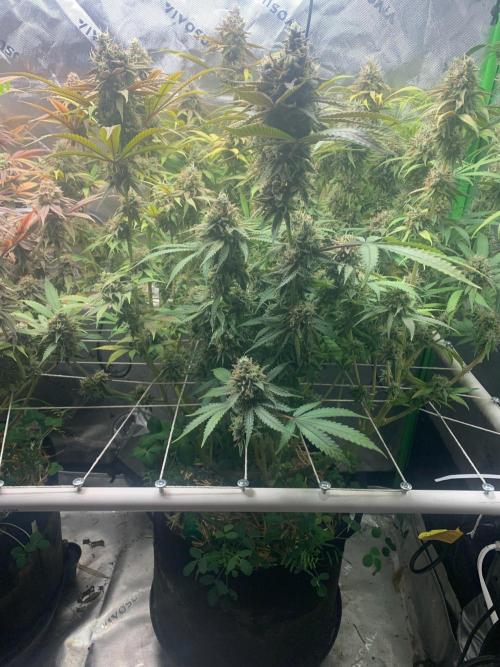 R11: Purple Ghost Candy. Week 18 - 2/1/26