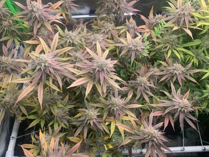 R11: Purple Ghost Candy. Week 18 - 2/1/26