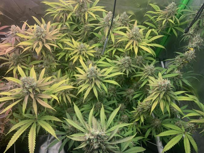 R11: Purple Ghost Candy. Week 18 - 2/1/26