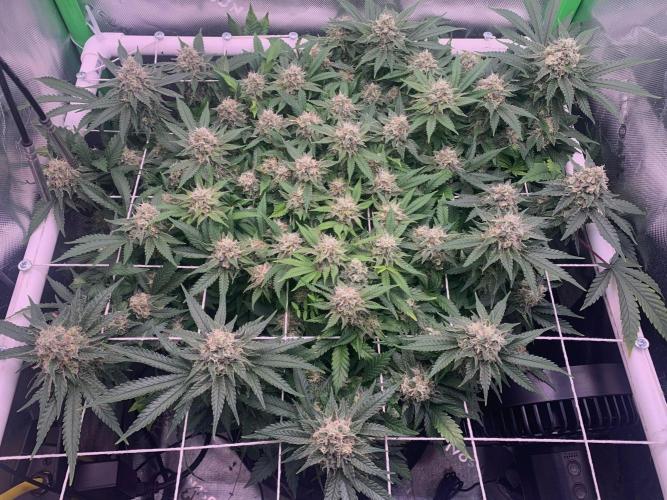 R12: Fuel DOG. Week 16 - 2/6/26