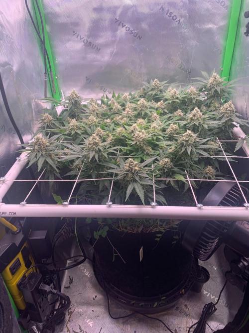 R12: Fuel DOG. Week 16 - 2/6/26