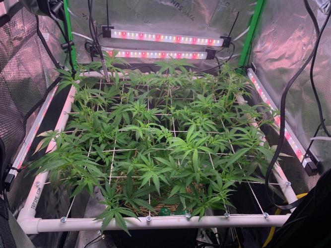 R14: White Widow. Week 9 - 2/7/26