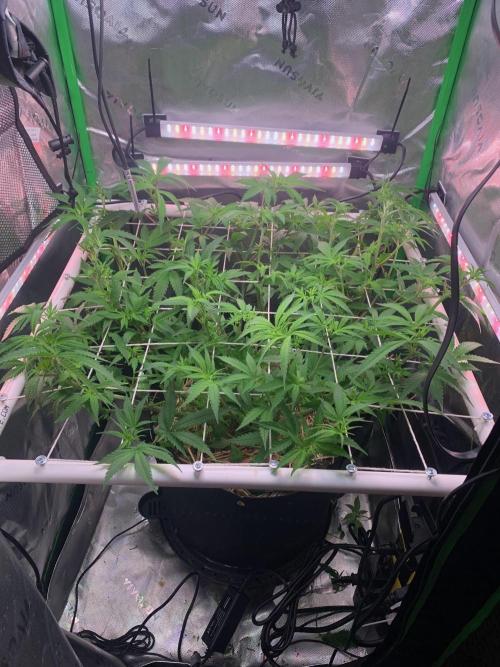 R14: White Widow. Week 9 - 2/7/26