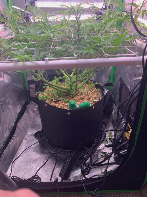 R14: White Widow. Week 9 - 2/7/26