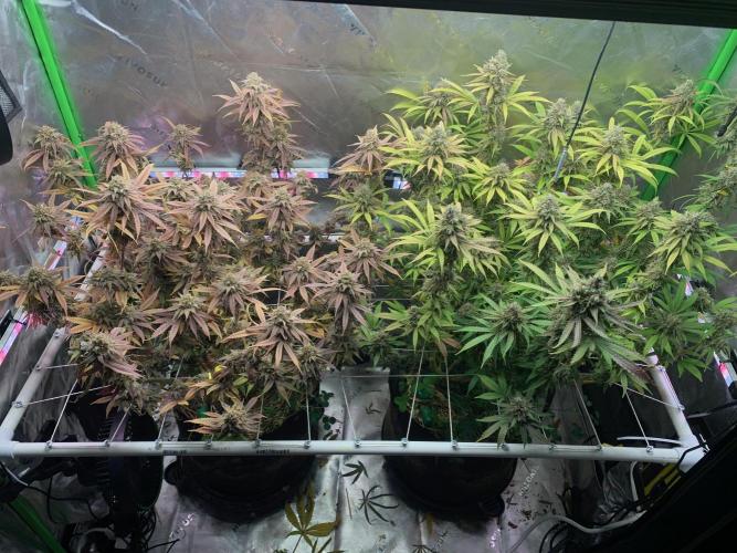 R11: Purple Ghost Candy. Week 19 - 2/8/26