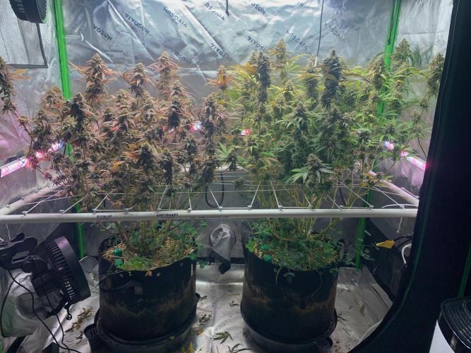 R11: Purple Ghost Candy. Week 19 - 2/8/26