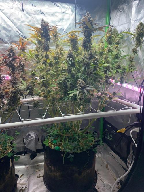 R11: Purple Ghost Candy. Week 19 - 2/8/26