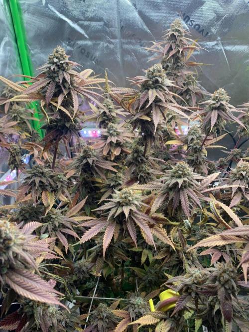 R11: Purple Ghost Candy. Week 19 - 2/8/26