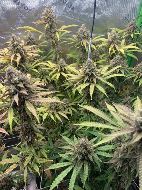 R11: Purple Ghost Candy. Week 19 - 2/8/26