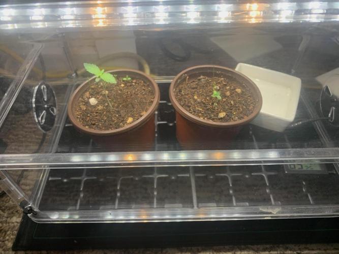 R16: Blue Gelato. Week 1 - 2/9/26