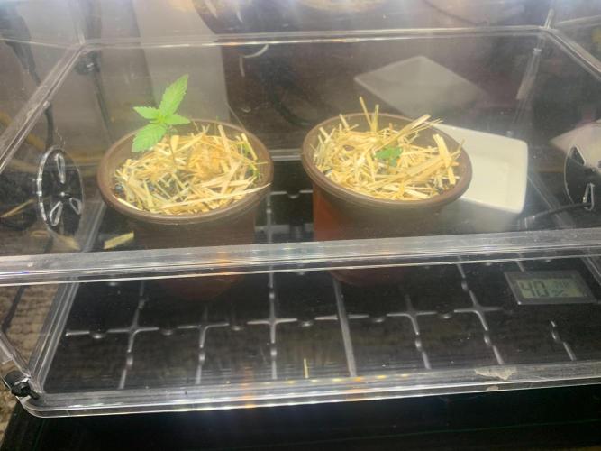 R16: Blue Gelato. Week 1 - 2/12/26