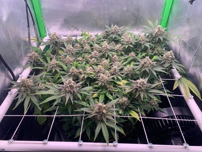 R12: Fuel DOG. Week 17 - 2/14/26